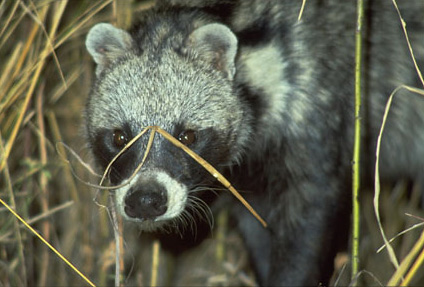 The civet, one of the many nocturnal animals to be seen