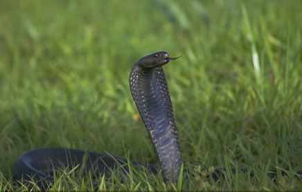 Black Spitting Cobra, Luangwa Valley, Zambia