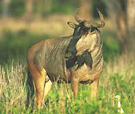 Cookson's Wildebeest, a species endemic to the Luangwa Valley in Zambia