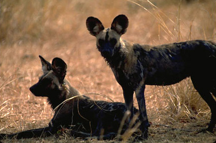 African Wild Dogs are also seen in the Luangwa Valley