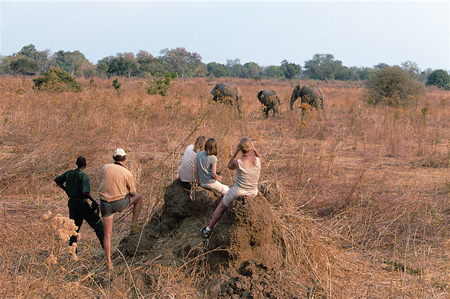 Walking safaris are popular at Tafika Camp, South Luangwa
