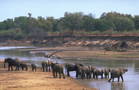 Elephants in the Luangwa river, Tafika Camp, Zambia