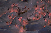 The Luangwa river hosts enormous pods of hippos