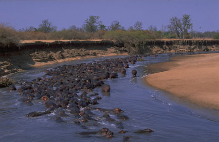 Huge pod of hippos in the Luangwa River at Tafika Camp, Zambia