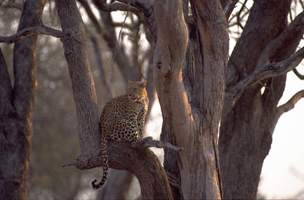 A leopard watches as the day breaks in South Luangwa