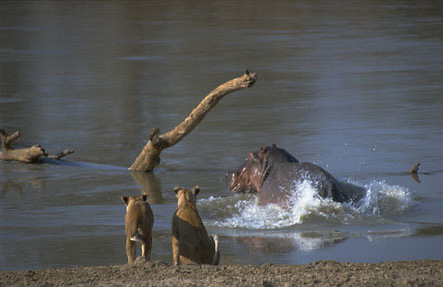 A hippos rushes back to safety at the lionesses' approach