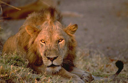 A male lion reposes with his pride, Luangwa Valley