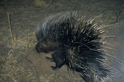 A porcupine does most of his foraging at night