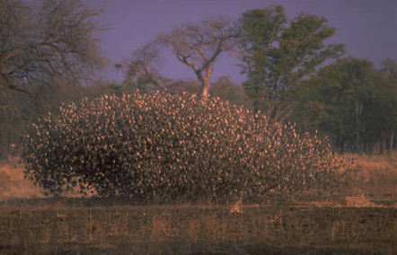 Huge flocks of Redbilled quelea are seen in the dry season