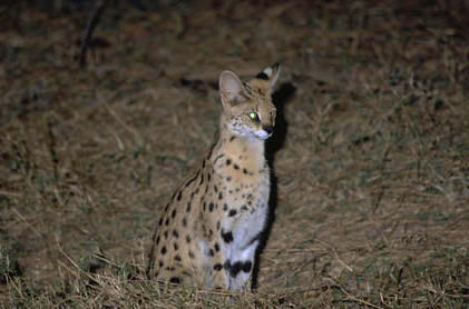 Servals are commonly seen on night drives in Luangwa