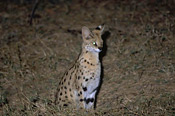 Servals are commonly seen on night drives in Luangwa