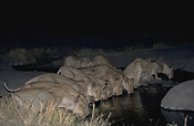 A night drive's reward: a huge pride of lions along the river