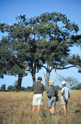 Walking safari to a heron nesting sight, Tafika Camp