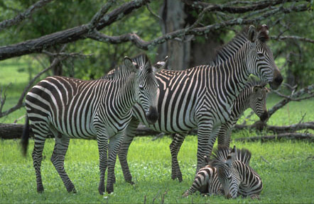 The Zambian supspecies of Burchell's Zebra with a foal