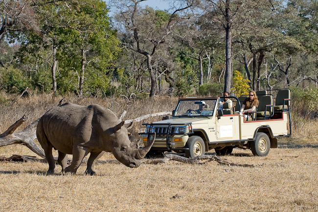 White rhino at Mosi-Oa-Tunya