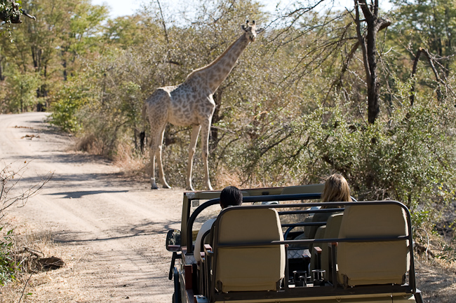 Game drive in the Park