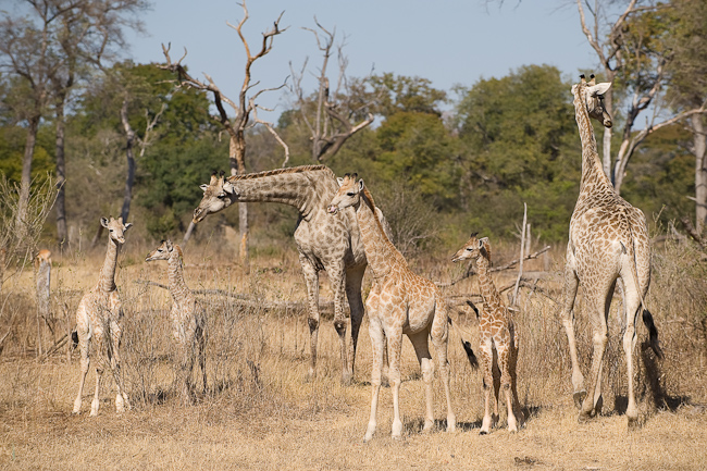 Giraffes in MOsi-Oa-Tunya