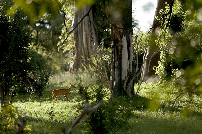 Bushbuck in the riparian forest