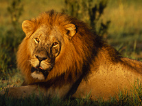 Lions are commonly seen on a Zambia safari