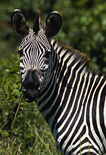 Crawshay's Zebra is the sub-species seen on safaris to Zambia