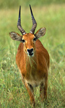 Puku are a common safari species in parts of Zambia