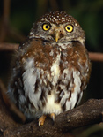 Birding on a safari to Zambia - Pearlspotted Owl
