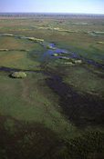 The Bangweulu Floodplains is a massive wetland area situated on the North Zambean Plateau