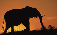 Elephant at sunset, Zambia
