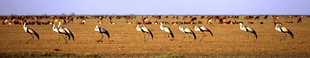 Bangweulu offers magnificent birdlife - here a lovely flock of rare Wattled Cranes