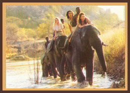 Elephant back safari
