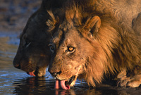 African safari wildlife - Lions drinking