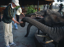 Interact with the elephants