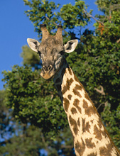 Giraffe seen on a safari in Botswana