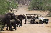 Wildlife Safari ti Chobe National Park