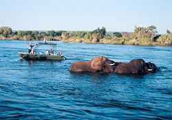 Elephants crossing the Chobe River
