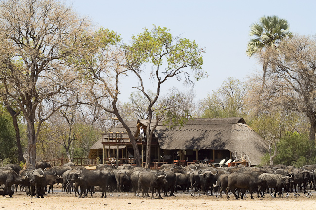 Buffalos in front of Linkwasha Camp