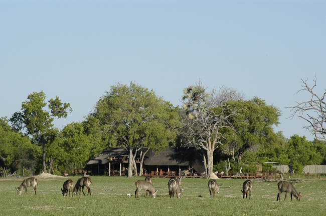 Herd of Waterbuck in front of camp