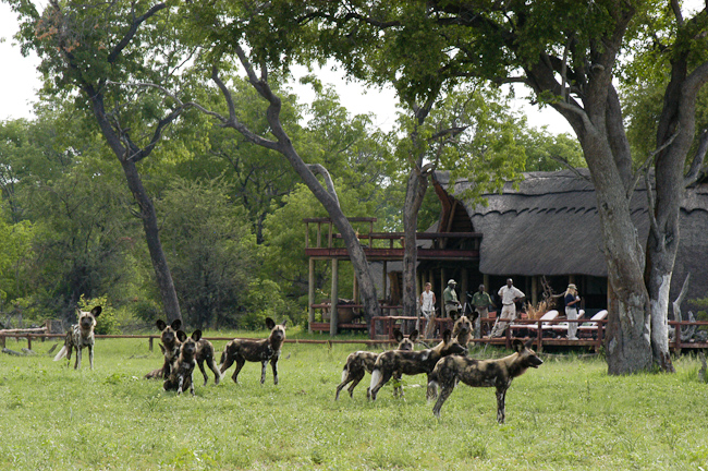 African wild dogs visit Linkwasha