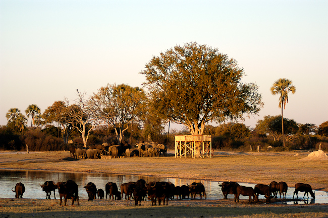 Elevated viewing platform at the waterhole