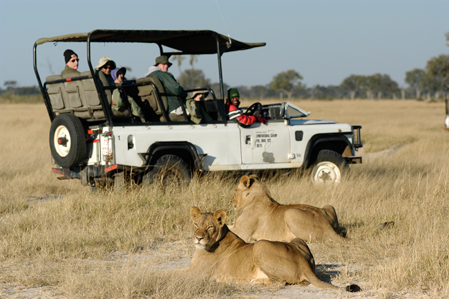 Game drive and lions
