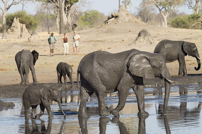 Walking with the elephants