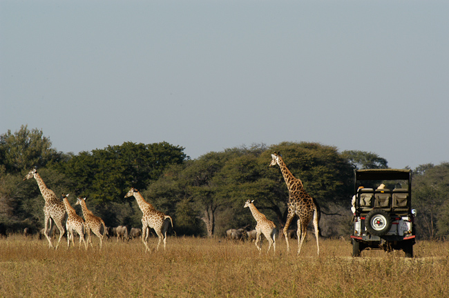 Giraffes and wildebeests