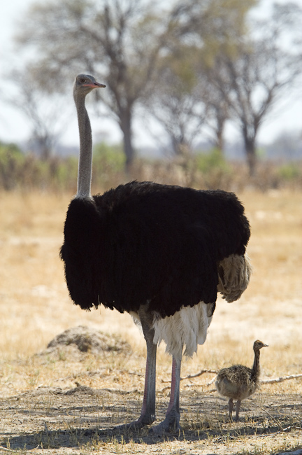 Male ostrich with a chick