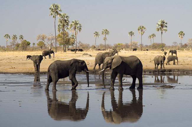 Elephants enjoying the water