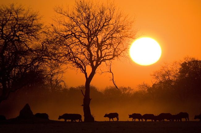 Buffalos at sunset