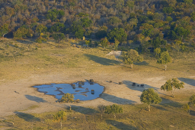 Elephants at the waterhole in front of camp