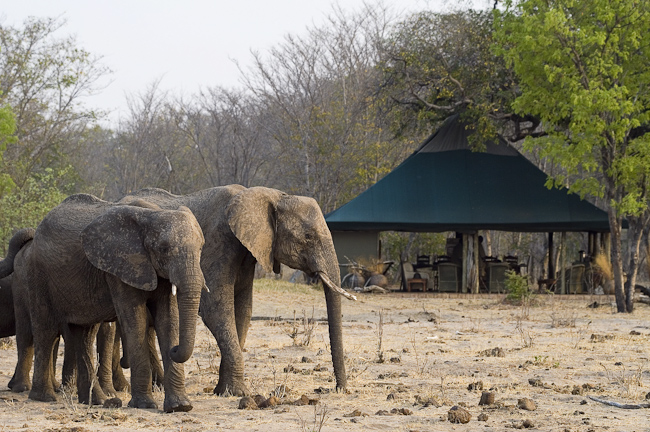 Elephants visiting Little Makalolo