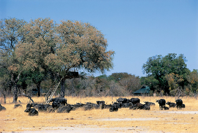 Buffalos under the raised hide and camp in the background