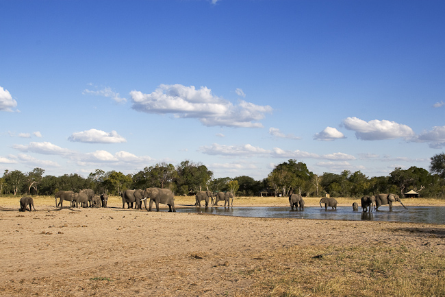Elephants in front of camp