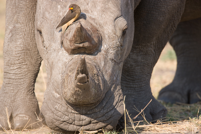 White Rhino and Red-billed Oxpecker